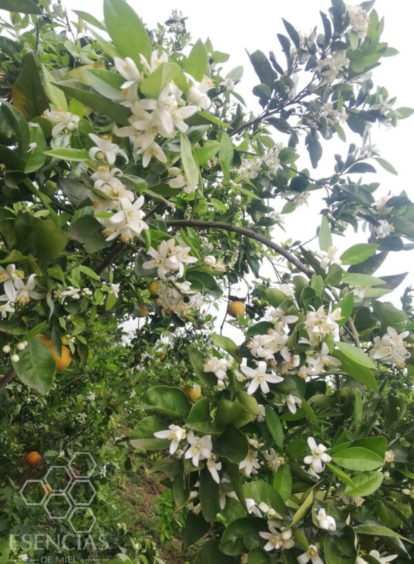 Miel de Azahar Pura de Abeja Veracruz 600 grs - Image 2