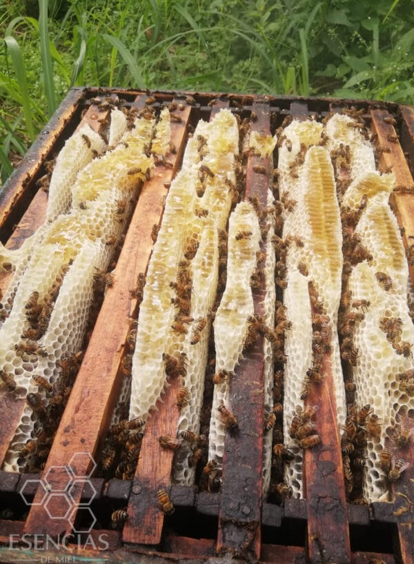 Miel de Azahar Pura de Abeja Veracruz 600 grs - Image 3